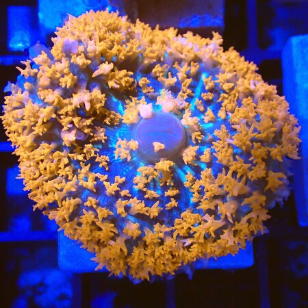 Discosoma Sanctithomae Red WYSIWYG (1760772819181)