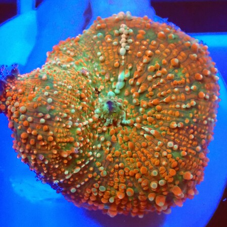 Discosoma special WYSIWYG (1757697681532)