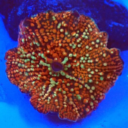 Discosoma special WYSIWYG (1757697695065)