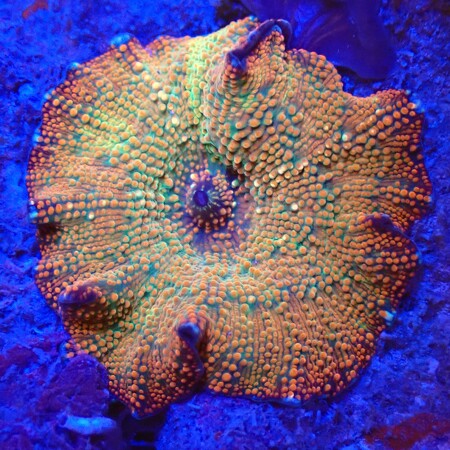 Discosoma spotted WYSIWYG (1759516764762)