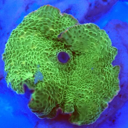 Discosoma Ultra Green WYSIWYG (1757697743965)