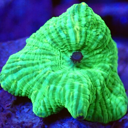 Discosoma WYSIWYG (1759516707929)