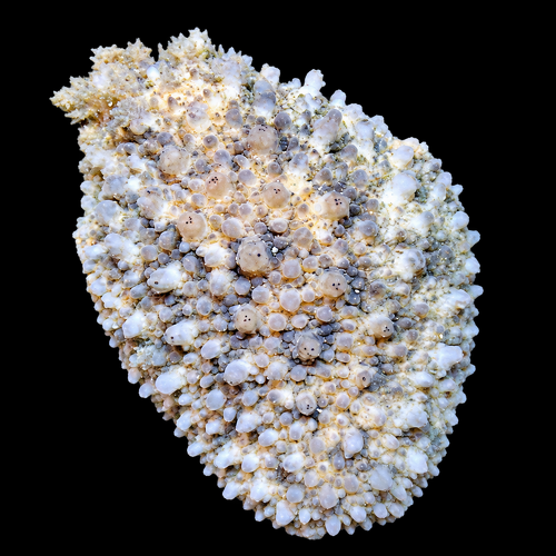 Dolabrifera dolabrifera (Hatchet Sea Hare)