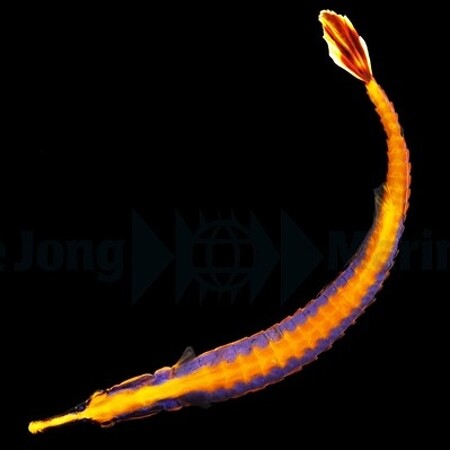 Doryrhamphus bicarinatus - DJM Bred