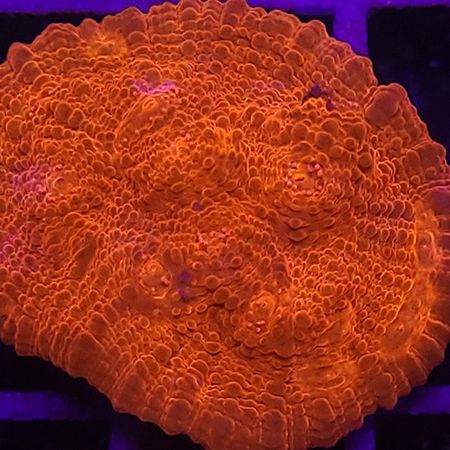 Chalice Ultra Red Frag (Approx. 3 cm)