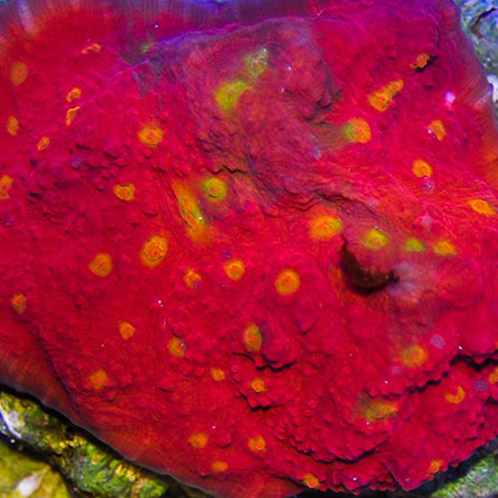 Echinophyllia (Chalice) Ultra red with yellow dots 