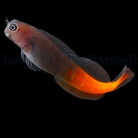Ecsenius bicolor – Bicolor Blenny