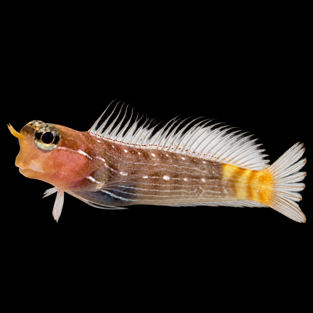 Ecsenius pictus (White-lined comb-tooth blenny)