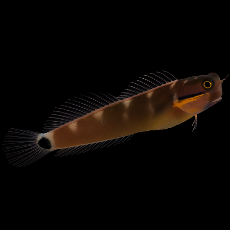 Ecsenius stigmatura – Tail Spot Blenny