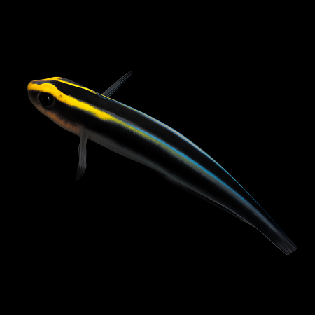 Elacatinus evelynae - Tank Bred