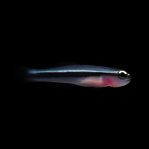 Elacatinus lori (Linesnout goby)