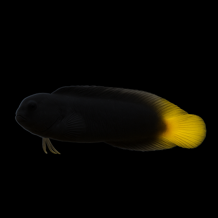 Enchelyurus flavipes (Yellowfin Blenny)