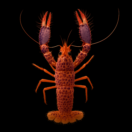 Enoplometopus debelius (Debelius reef lobster)