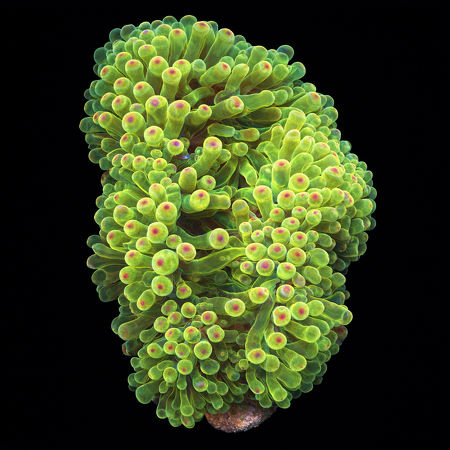 Entacmaea Quadricolor Paarse Tip L (Ong. 8-9 cm) WYSIWYG (1786381715669)