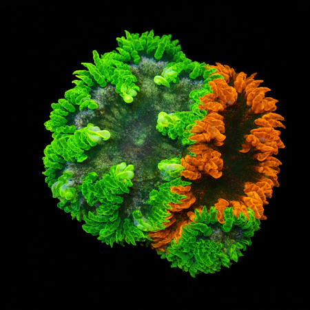 Epicystis Crucifer 3-pack M (Ong. 6-7 cm) WYSIWYG (1776005916514)