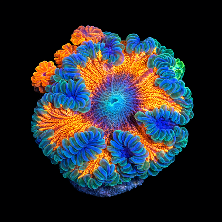 Epicystis Crucifer Florida Master Grade Frag (Ong. 2-3 cm) WYSIWYG (1784487898818)