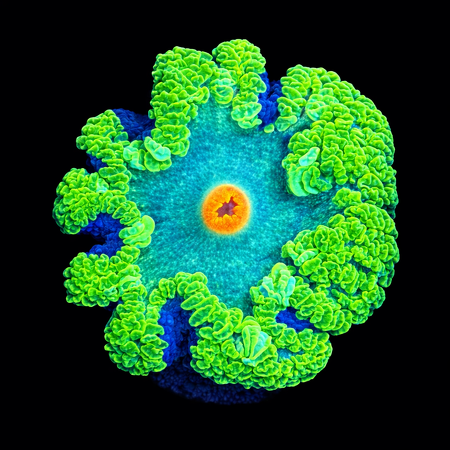 Epicystis Crucifer Florida Master Grade Frag (Ong. 2-3 cm) WYSIWYG (1784487904269)