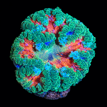 Epicystis Crucifer Florida Master Grade Frag (Ong. 2-3 cm) WYSIWYG (1784487905559)