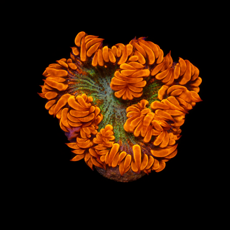 Epicystis Crucifer Frag (Ong. 2-3 cm) WYSIWYG (1776005812782)