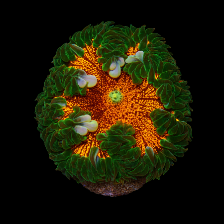 Epicystis crucifer Frag (Ong. 2-3 cm) WYSIWYG (1776005857848)