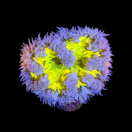 Epicystis Crucifer S (Approx. 4-5 cm) WYSIWYG (1790874575101)