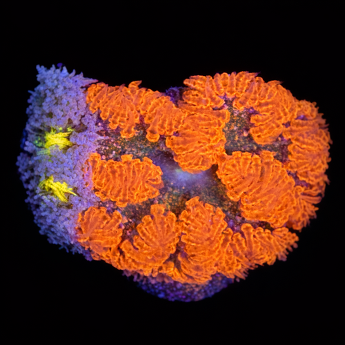 Epicystis Crucifer S (Approx. 4-5 cm) WYSIWYG (1790874579018)
