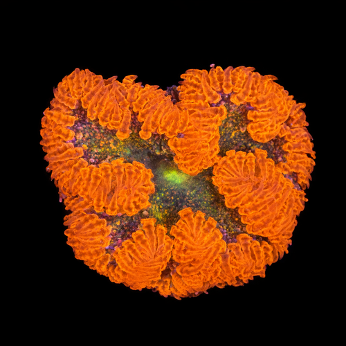 Epicystis Crucifer S (Approx. 4-5 cm) WYSIWYG (1790874582036)