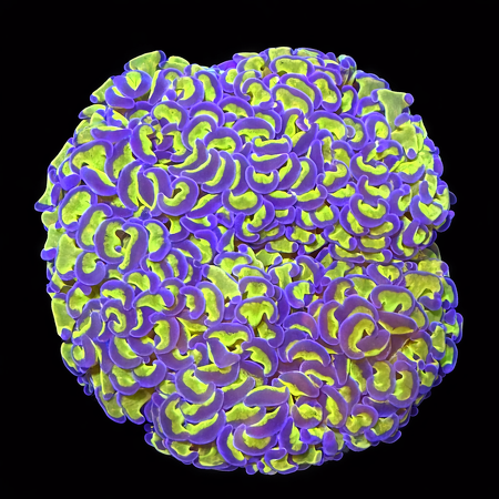 Euphyllia Ancora Ultra Green / Purple L (Ong. 8-9 cm) WYSIWYG (1773439697427)