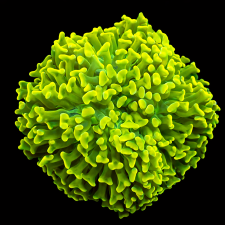 Euphyllia Ancora Ultra yellow/green WYSIWYG (1769204121434)