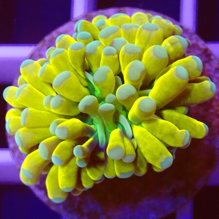 Euphyllia Cristata Banana Tiger WYSIWYG (1762886088909)