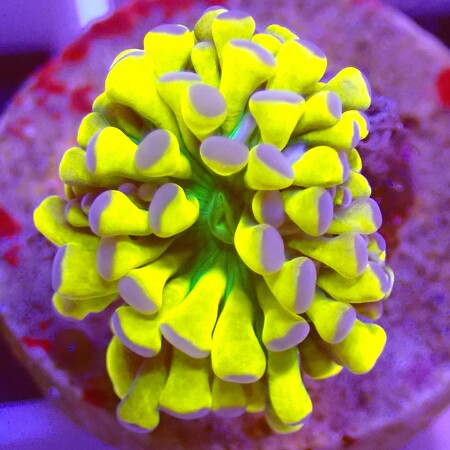 Euphyllia Cristata Banana Tiger WYSIWYG (1762886091868)