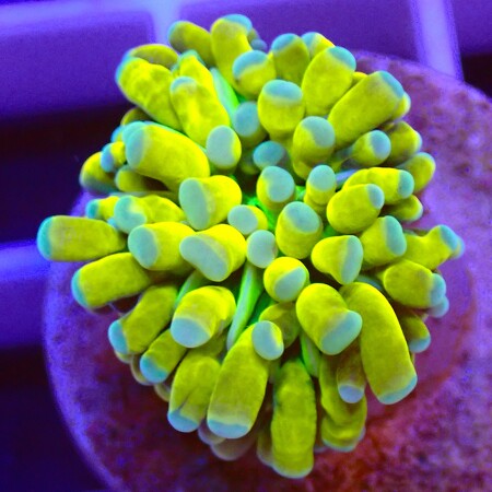 Euphyllia Cristata Banana Tiger WYSIWYG (1762886094336)