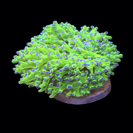  Euphyllia Frogspawn (Green / Purple) S (Ong. 4-5 cm) WYSIWYG (1771192587356)