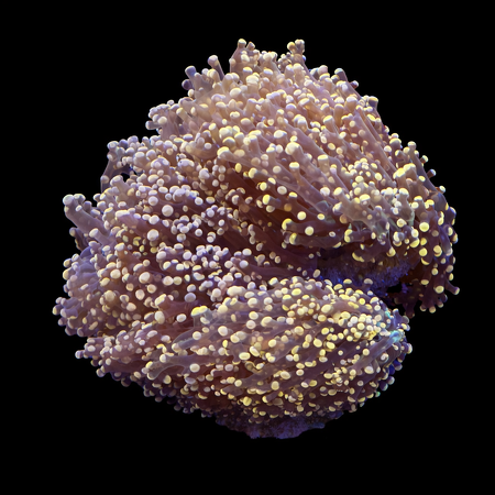 Euphyllia Frogspawn (Orange) L (Approx. 8-9 cm) WYSIWYG (1771192618766)