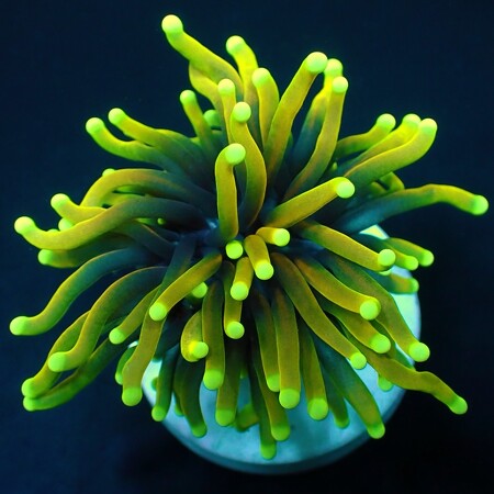 Euphyllia glabrescens (Dragon Soul) DJM cultivation Frag (1 head)