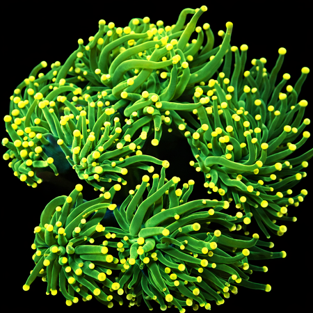 Euphyllia Glabrescens yellow tips WYSIWYG (1769205231974)