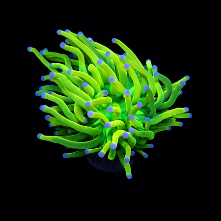 Euphyllia Holy Grail S (Ong. 4-5 cm) WYSIWYG (1776007101907)