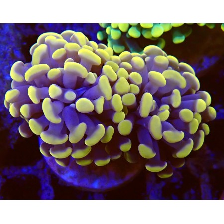 Euphyllia Paraancora Orange WYSIWYG (1755801950917)