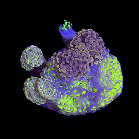 Euphyllia Paraancora Garden Ultra XL (Approx. 10-12 cm) WYSIWYG (1773438323178)
