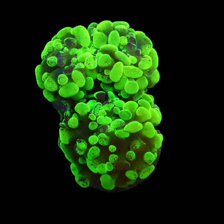 Euphyllia Paraancora Ultra Neon Green S (Ong. 4-5 cm) WYSIWYG (1776006716575)