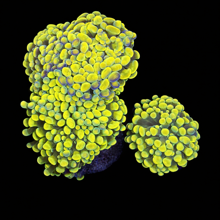 Euphyllia Paraancora Yellow/Gold L (Approx. 8-9 cm) WYSIWYG (1772913178144)