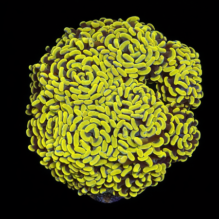Euphyllia Paraancora Yellow/Gold XL (Ong. 10-12 cm) WYSIWYG (1772913229898)
