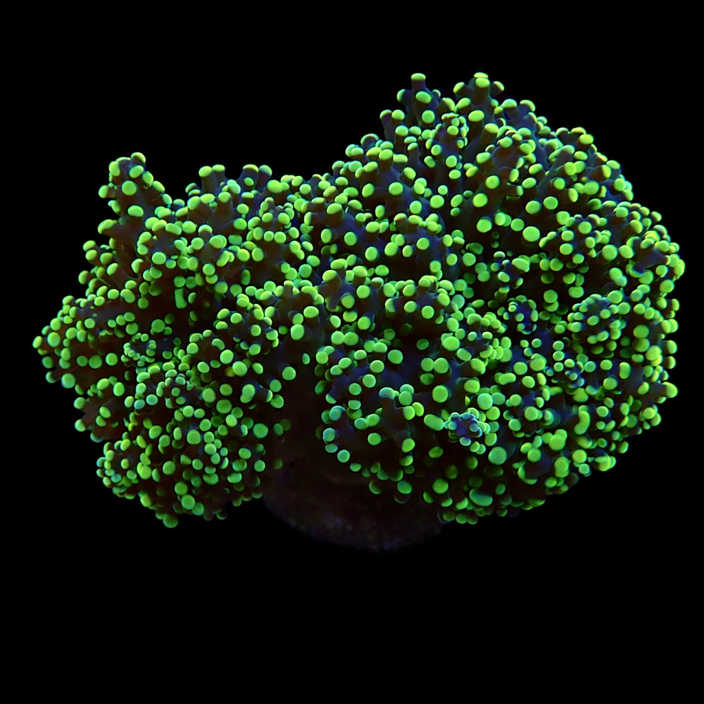 Euphyllia Yaeyamaensis L (Ong. 8-9 cm) WYSIWYG (1779737750246)