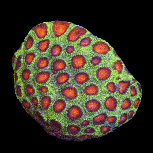 Favia L (Approx. 8-9 cm) WYSIWYG (1790874712202)