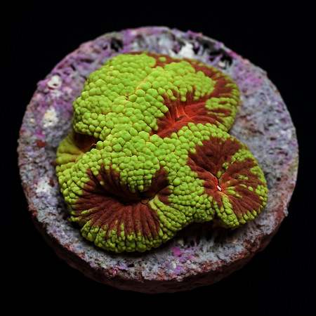 Favia Premium DJM Grow Frag