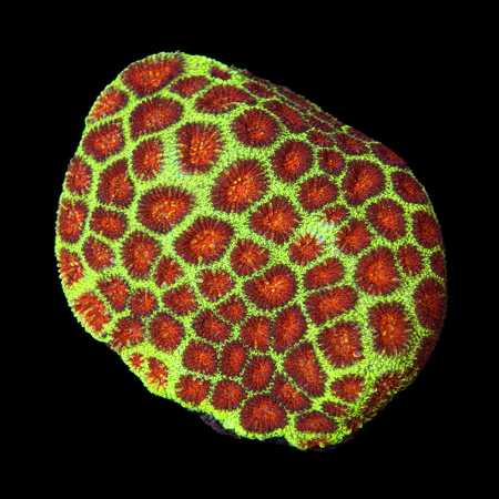 Favia red/green L (Approx. 8-9 cm) WYSIWYG (1783884223193)