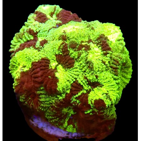 Favia Ultra Green Grafted WYSIWYG (1752848566871)