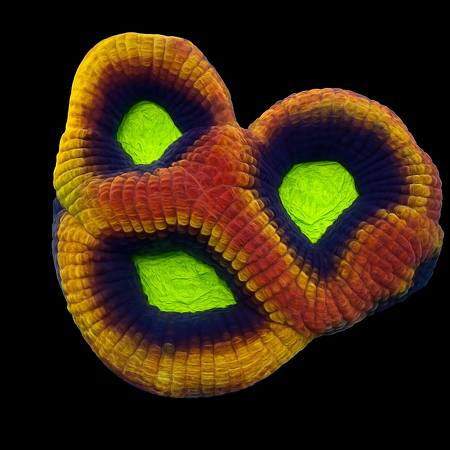 Favites complanata (Dragon Soul) DJM kweek Frag