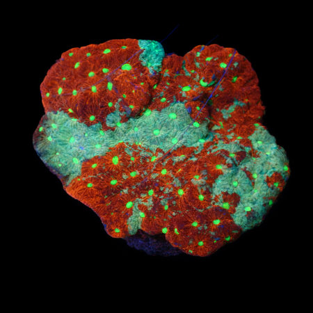 Favites pentagona M (Ang. 6-7 cm) WYSIWYG (1776004707549)