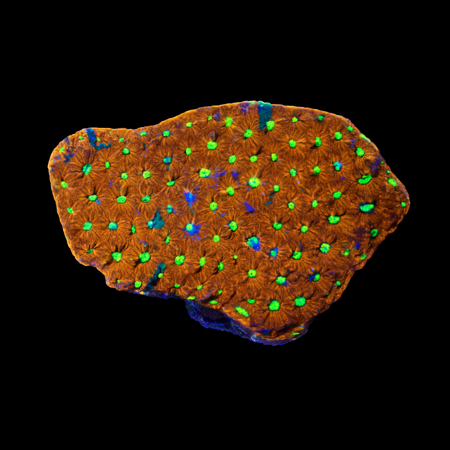 Favites pentagona M (Ang. 6-7 cm) WYSIWYG (1776004720191)